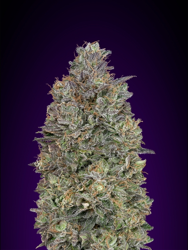 3 UND FEM - CRITICAL PURPLE KUSH * ADVANCED SEEDS 3 UND FEM