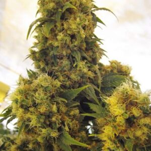 15 UND REG - CRITICAL SKUNK * MR NICE NATURAL 15 UND REG