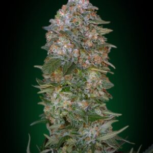 100 UND FEM - CRITICAL SOMA * ADVANCED SEEDS 100 UND FEM