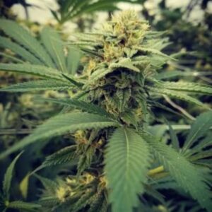 10 UND FEM - CRITICAL SOUR ﾮ * FEMALE SEEDS 10 UND FEMINIZADAS