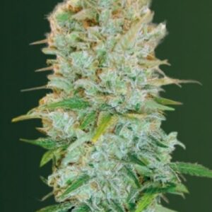 10 UND FEM - CRITICAL * VICTORY SEEDS FEMINIZADA 10 UND