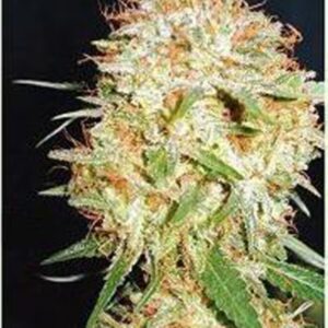 10 UND FEM- CRITICAL WIDOW * PROFESSIONAL SEEDS 10 UND FEMINIZADAS