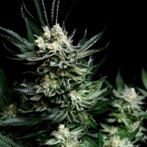 25 UND FEM - CRITIGAL + * ABSOLUTE CANNABIS SEEDS 25 UND FEM