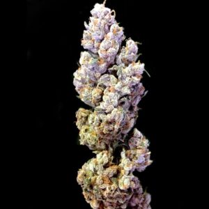 12 UND REG - CROCKETTS SOUR TANGIE * DNA GENETICS CROCKETT FAMILY FARMS 12 UND REG