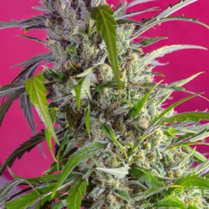 25 UND FEM - CRYSTAL CANDY AUTO ﾮ * SWEET SEEDS 25 UND FEMINIZADAS