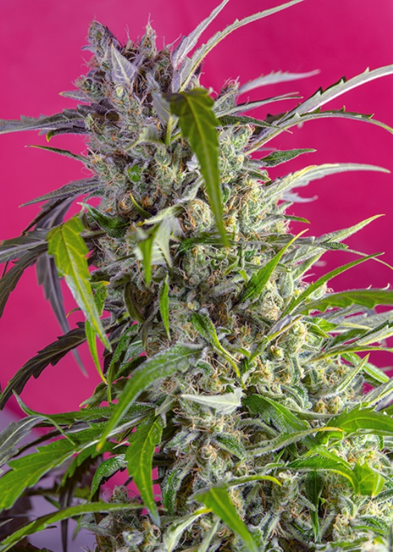 100 UND FEM - CRYSTAL CANDY AUTO ﾮ * SWEET SEEDS 100 UND FEMINIZADAS