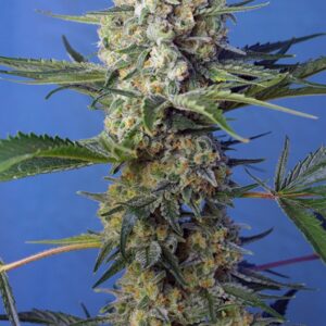 100 UND FEM - CRYSTAL CANDY F1 FAST VERSION ﾮ * SWEET SEEDS 100 UND FEMINIZADAS
