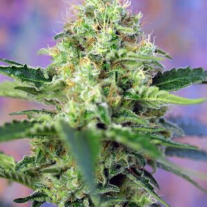 3 UND FEM - CRYSTAL CANDY ﾮ * SWEET SEEDS 3 UND FEMINIZADAS