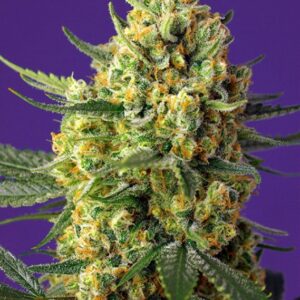 5 UND FEM - CRYSTAL CANDY XL AUTO ? * SWEET SEEDS 5 UND FEMINIZADAS