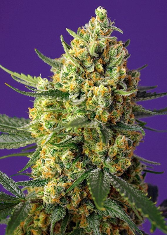 25 UND FEM - CRYSTAL CANDY XL AUTO ﾮ * SWEET SEEDS 25 UND FEMINIZADAS