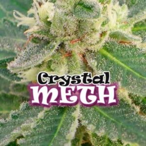 2 UND FEM - CRYSTAL M.E.T.H. * DR UNDERGROUND 2 UND FEM