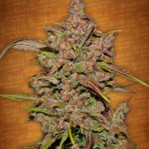 3 UND FEM - CRYSTAL M.E.T.H. * FASTBUDS SEEDS FEMINIZADA 3 UND