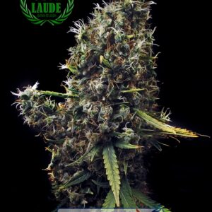 3 UND FEM - CUM LAUDE * POSITRONICS 3 UND FEMINIZADAS