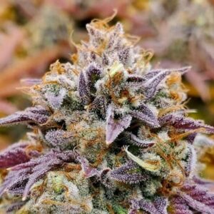 1 UND FEM - CUMBIA * R-KIEM SEEDS 1 UND FEMINIZADAS