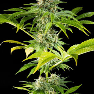 3 UND FEM - DA CRITICAL * PHILOSOPHER SEEDS 3 UND FEMINIZADAS