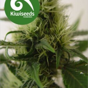 5 UND REG - DADDY'S GIRL * KIWISEEDS 5 UND REGULARES