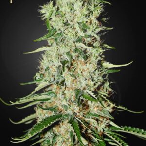 5 UND FEM - DAMNESIA * STRAINHUNTERS 5 UND FEMINIZADAS