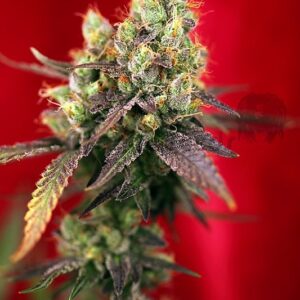 7 UND REG - DANCEHALL * REGGAE SEEDS 7 UND REGULARES