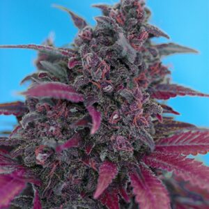 25 UND FEM - DARK DEVIL AUTO ﾮ * SWEET SEEDS 25 UND FEMINIZADAS