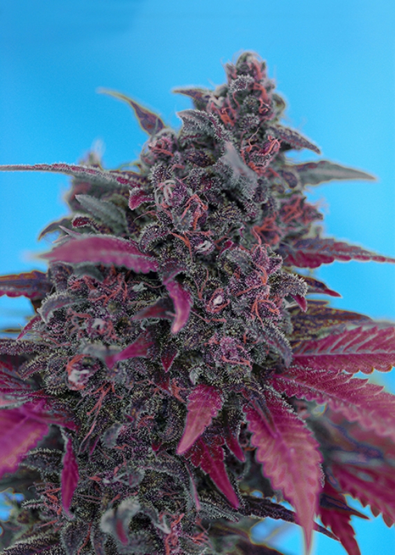 5 UND FEM - DARK DEVIL AUTO ﾮ * SWEET SEEDS 5 UND FEMINIZADAS