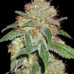 5 UND FEM - DARK DOMINA * BULK SEED 5 UND FEM