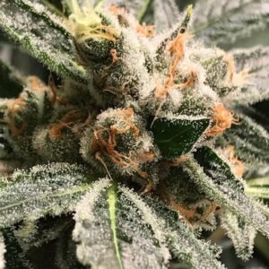 10 UND FEM - DARK KUSH * R-KIEM SEEDS 10 UND FEMINIZADAS