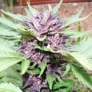 3 UND FEM - DARK PURPLE AUTO (AUTOMATIC LINE) * DELICIOUS 3 UND FEMINIZADA