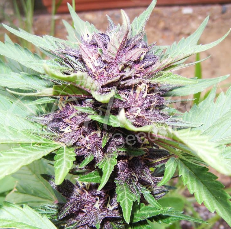 5 UND FEM - DARK PURPLE AUTO (AUTOMATIC LINE) * DELICIOUS 5 UND FEMINIZADA