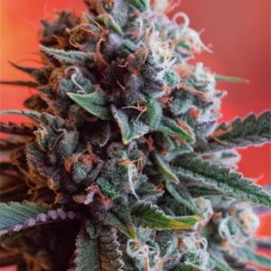 3 UND FEM - DARK STAR X AK-49 * VISION SEEDS 3 UND FEM