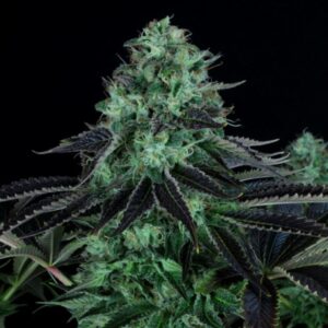 5 UND REG - DARKSTAR * T.H. SEEDS 5 UND REGULARES