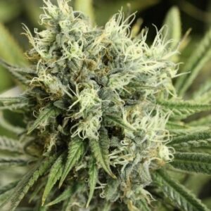 10 UND REG - DAZY JONES * DEVILS HARVEST 10 UND REG