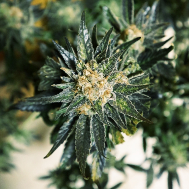 10 UND FEM - DC KUSH * DOCTOR'S CHOICE 10 UND FEMINIZADAS