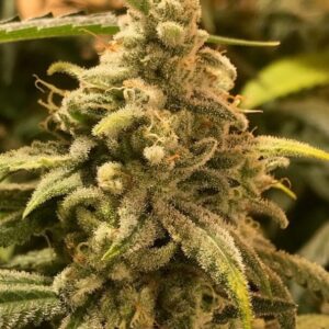 3 UND FEM - DEADCHEESE * R-KIEM SEEDS 3 UND FEMINIZADAS
