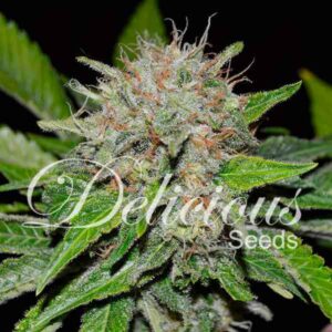 3 UND FEM - DEEP MANDARINE (CBD FAMILY) * DELICIOUS 3 UND FEMINIZADA