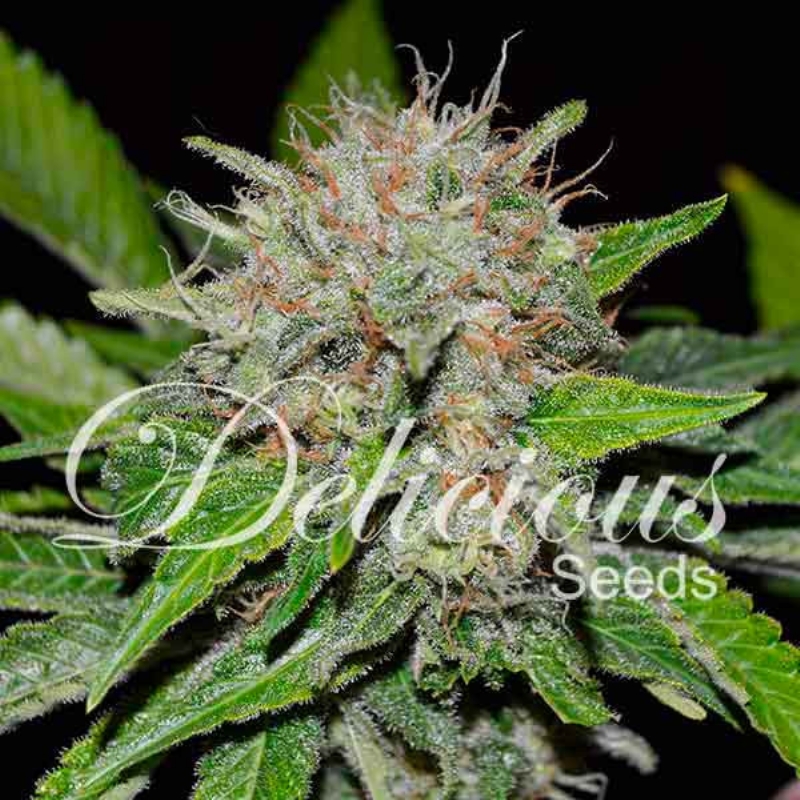 3 UND FEM - DEEP MANDARINE (CBD FAMILY) * DELICIOUS 3 UND FEMINIZADA
