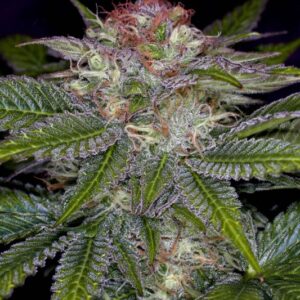 5 UND REG - DEEP PURPLE * SUBCOOL THE DANK 5 UND REGULARES