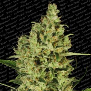 3 UND FEM - DELAHAZE * PARADISE SEEDS 3 UND FEMINIZADAS