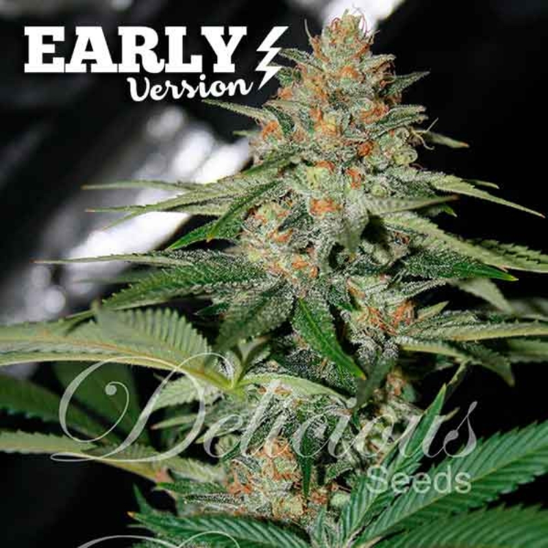 10 UND FEM - DELICIOUS CANDY (EARLY VERSION) * DELICIOUS 10 UND FEMINIZADAS