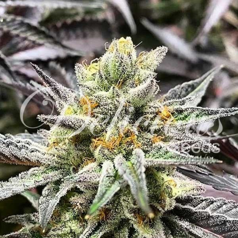 3 UND FEM - DELICIOUS COOKIES (SATIVA LINE) * DELICIOUS 3 UND FEMINIZADA