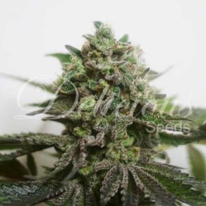 3 UND FEM - DELIMED CBD PLUS (CBD FAMILY) * DELICIOUS 3 UND FEMINIZADA
