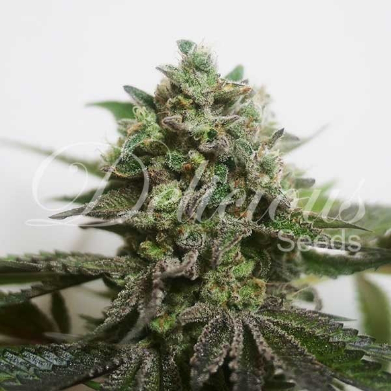 3 UND FEM - DELIMED CBD PLUS (CBD FAMILY) * DELICIOUS 3 UND FEMINIZADA