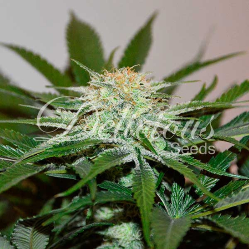 1 UND FEM - DESCOJACK (SATIVA LINE) * DELICIOUS 1 UND FEMINIZADAS