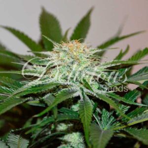 3 UND FEM - DESCOJACK (SATIVA LINE) * DELICIOUS 3 UND FEMINIZADAS