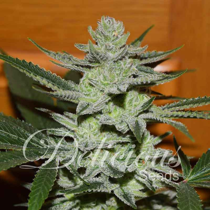 10 UND FEM - UNKNOWN  KUSH (INDICA LINE) * DELICIOUS 10 UND FEMINIZADA