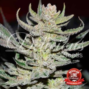 15 UND REG - UNKNOWN   KUSH (REGULARES) * DELICIOUS 15 UND REGULARES