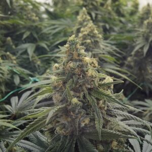 5 UND FEM - DESERT DIESEL * HUMBOLDT SEEDS 5 UND FEMINIZADAS