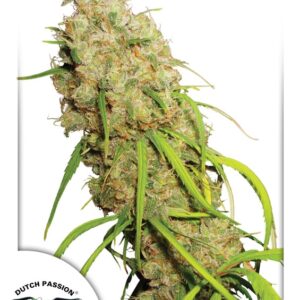 10 UND FEM - DESFRAN ﾮ * DUTCH PASSION 10 UND FEMINIZADAS