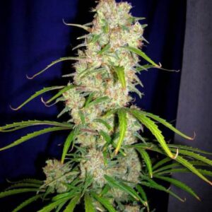 5 UND FEM - DESTROYER  * CANNABIOGEN 5 UND FEMINIZADAS