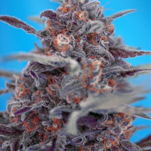 5 UND FEM -DEVIL CREAM  AUTO ﾮ * SWEET SEEDS 5 UND FEMINIZADAS