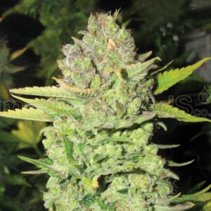 10 UND FEM - DEVIL FRUIT * MEDICAL SEEDS 10 UND FEMINIZADAS